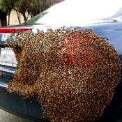 swarm on car