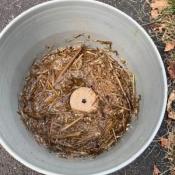 Mosquito Dunk Floating in Straw