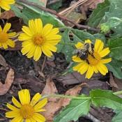 Eagle Scout Project - Pollinator Bee on Native Plant Bloom