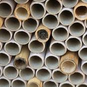 Doug Shook's Bee Hotel has its first guests!  Check out the Mason Bee in the center cavity!  Spring 2023