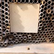 Doug Shook's Bee Hotel has its first guests! Mason Bees!  Check out the flying bee at the bottom!  Spring 2023