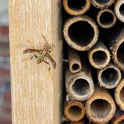 Paper Wasp Visiting Bee Hotel