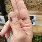 Newly Emerged (gentle) Leafcutter Bees on City Planner's Hand