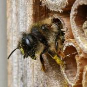 Inside Peek at a Red Mason Bee Nesting Cavity