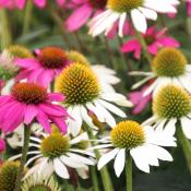 Coneflower