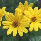 Woodland Sunflower