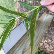 Monarch Eggs on Swam Milkweed at City Hall Native Plant Pollinator Garden