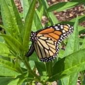 Monarch Laying Eggs on Swam Milkweed at City Hall Native Plant Pollinator Garden