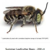 Leafcutter Bees