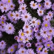 Aster