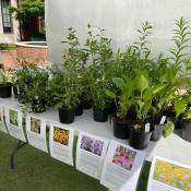 Native Plant Species to Give Away 2023