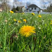 Dandelions Courtesy of Xerces Society