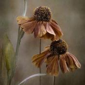 Coneflower Seed Heads in Dormant Garden