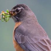 Mockingbird with Caterpillars for Nest