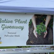 2023 Native Plant Giveaway - Pollinator Week