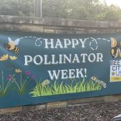 Happy Pollinator Week!  banner