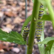 Monarch Caterpillars on Swamp Milkweed