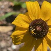 Sweat Bee on Alabama Eared Coneflower