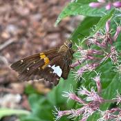Silver Spotted Skipper Butterfly on Joe Pye Weed
