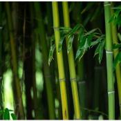Invasive to North America - Bamboo
