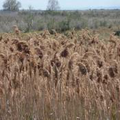 Invasive to North America - Common Reed