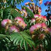 Invasive to North America - Mimosa
