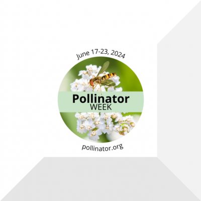 Pollinator Week 