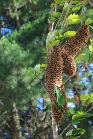 Honeybee Swarm