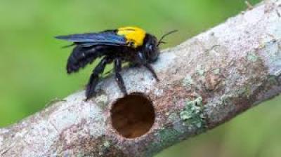 Carpenter Bee with Nest Cavity