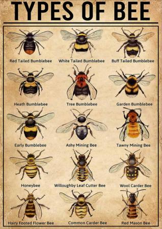 Bee Identification