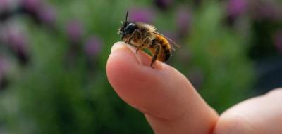 The A-Bee-Cs of Raising Bees - Courtesy of Crown Bees