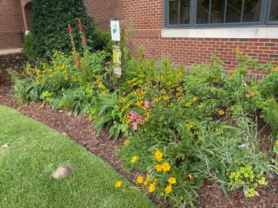 City Hall Native Plant Pollinator Garden